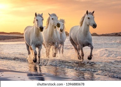 White horses are galloping in the water  all over the sea in Camargue, France.