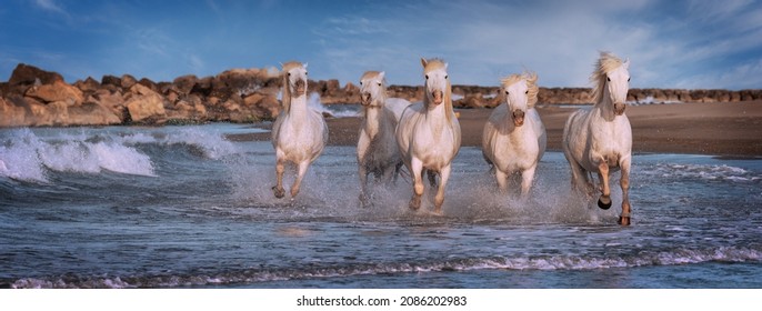 White horses are galoping in the water  all over the sea in Camargue, France. - Shutterstock ID 2086202983