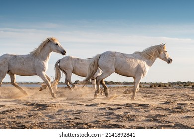 White horses are galoping in the water  all over the sea in Camargue, France. - Shutterstock ID 2141892841
