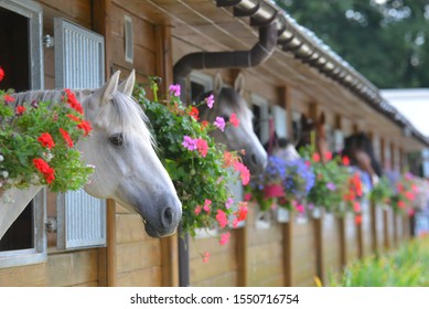 White horses in a row looking outside the open type stable decorated with flowers. Animal portrait.