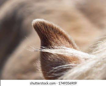 White horse`s sharp ear and mane. The mane is brushed over the neck of the horse. The ear is standing up