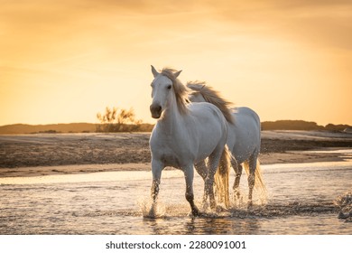 White horses are walking in the water  all over the sea in Camargue, France. - Shutterstock ID 2280091001