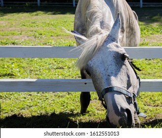 White Hourse In An Animal Farm