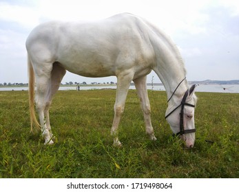 White Hourse Eating Grass, Sky Background