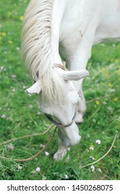 White Hourse Eating Green Grass