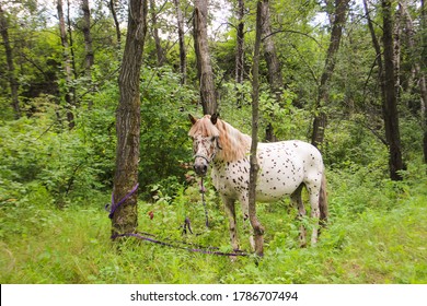 White Hourse In The Forest