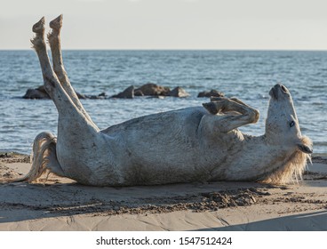 White Hourse Rolling In The Sand