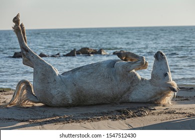 White Hourse Rolling In The Sand