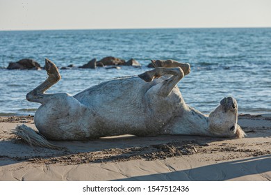 White Hourse Rolling In The Sand