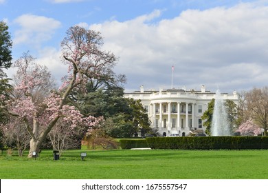 White House in springtime - Washington DC during cherry blossom festival