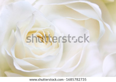 White huge airy rose, macro-festive background for wedding invitation
