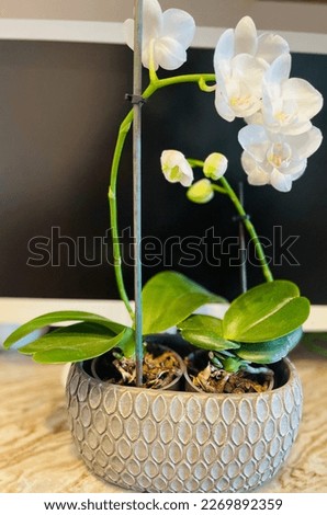 white hummingbird orchid plant whit vase