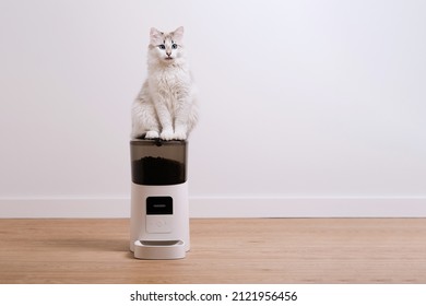 White hungry cat is waiting for food. Automatic pet food dispenser.                               