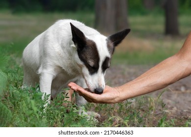 A White Hungry Stray Dog Eats Food From The Hand Of A Man In The Park.Feeding A Stray Dog.The Concept Of Helping Homeless Animals.