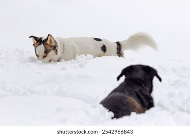 A white husky and a black lab (Labrador Retriever) hiding in the snow - Powered by Shutterstock