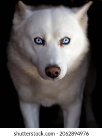 White Husky Dog With Blue Eyes