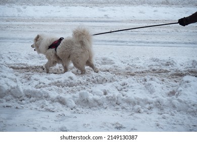 White Husky Dog On A Leash On A Snowy Road, Seen From The Side.