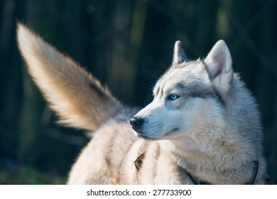 White Husky In A Forest.