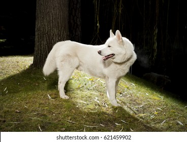 White Husky On Natural Background