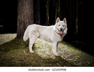 White Husky On Natural Background