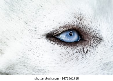 White Wolf Eyes Images Stock Photos Vectors Shutterstock