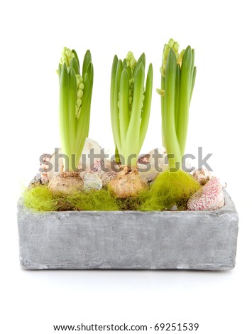 White Hyacinth flower with decoration in pot over white background