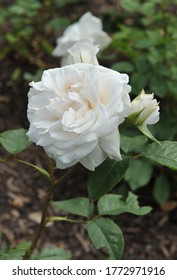 White Hybrid Tea Rose Annapurna Flowers In A Garden In June 2014