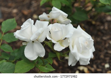 White Hybrid Tea Rose Annapurna Flowers In A Garden In June 2014