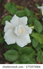 White Hybrid Tea Rose Annapurna Flowers In A Garden In June 2014