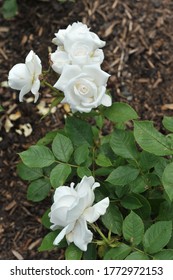 White Hybrid Tea Rose Annapurna Flowers In A Garden In June 2014