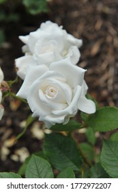 White Hybrid Tea Rose Annapurna Flowers In A Garden In June 2014