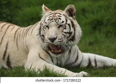 White Hybrid Tiger Big Cat