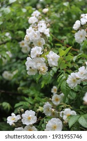 White Hybrid Wichurana Rose (Rosa) Bobbie James Blooms In A Garden In June