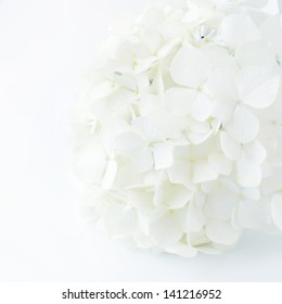 White Hydrangea