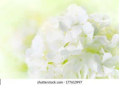 White Hydrangea