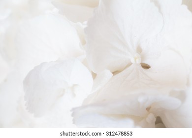 White Hydrangea
