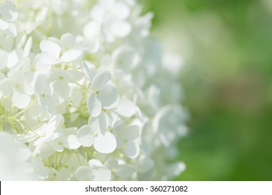 White Hydrangea