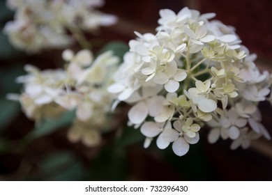 White hydrangea