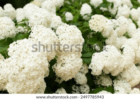 Similar – Image, Stock Photo White ball hydrangea flowers