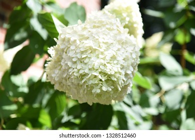 White Hydrangea Bloom