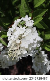 White hydrangea in bloom, close up.
