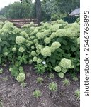 White Hydrangea Bushes at Maker