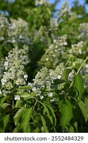 white hydrangea close up, macro texture of hydrangea flowers, flowers for posters and photos, white hydrangea flowers, a bunch of hydrangea flowers close-up on a green background, floral textu