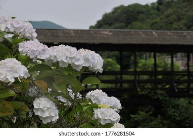 White Hydrangea And A Covered Bridge That You Can See Beyond