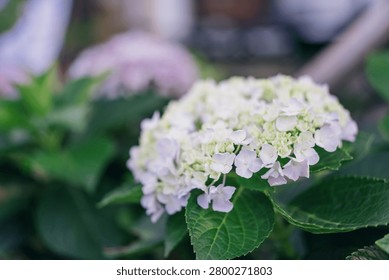 White hydrangea flower in soft focus, lush green leaves, garden scene in Kyoto, Japan