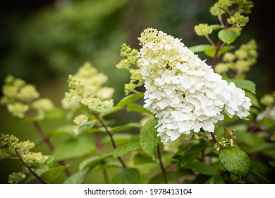 white hydrangea flower.Abundant Hydrangea Limelight Paniculata ,Hortensia flowers, beautiful bush in garden