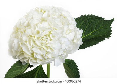 White Hydrangea Flowers