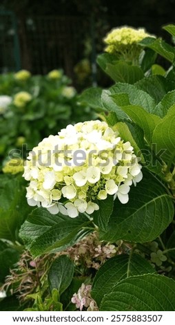 Similar – Image, Stock Photo White ball hydrangea flowers