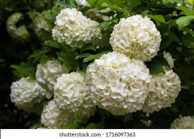 White Hydrangea Flowers On Bush