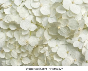 White Hydrangea Flowers Tender Romantic Floral Background